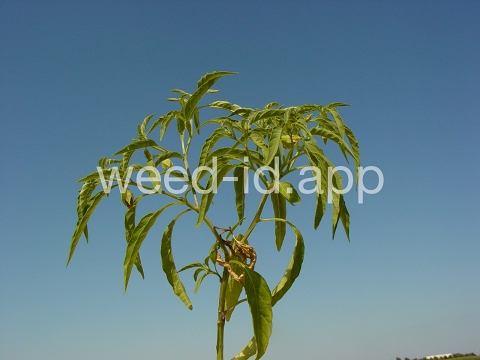 groundcherry, longleaf